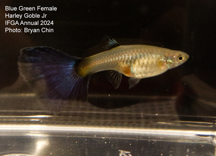 female guppy blue green